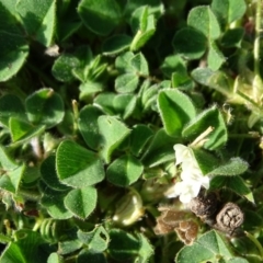 Trifolium subterraneum at Symonston, ACT - 31 Aug 2020