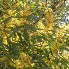 Acacia rubida (Red-stemmed Wattle, Red-leaved Wattle) at Lower Cotter Catchment - 30 Aug 2020 by SusanneG