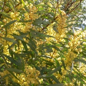 Acacia rubida at Coree, ACT - 31 Aug 2020 06:44 AM