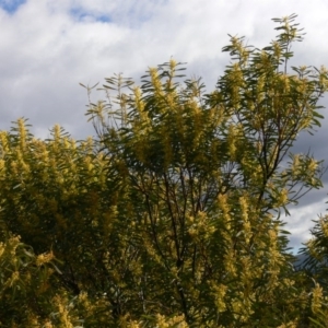 Acacia rubida at Coree, ACT - 31 Aug 2020 06:44 AM