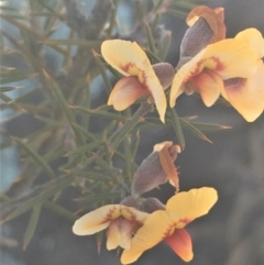 Dillwynia sieberi (Sieber's Parrot Pea) at Kowen, ACT - 31 Aug 2020 by JaneR