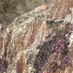 Hardenbergia violacea (False Sarsaparilla) at Kowen Escarpment - 31 Aug 2020 by JaneR