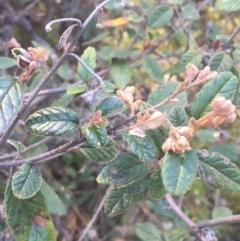 Pomaderris betulina subsp. betulina (Birch Pomaderris) at Kowen Escarpment - 31 Aug 2020 by JaneR