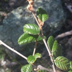 Pomaderris betulina subsp. betulina at Kowen, ACT - 31 Aug 2020