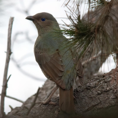 Ptilonorhynchus violaceus (Satin Bowerbird) at Rossi, NSW - 1 Sep 2020 by SthTallagandaSurvey