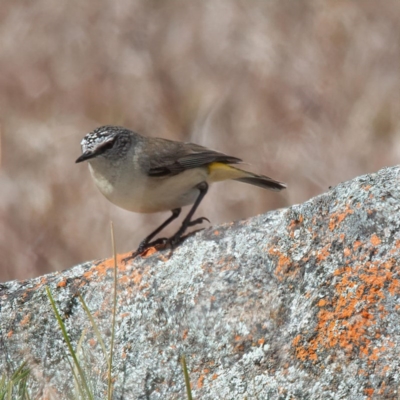 Acanthiza chrysorrhoa (Yellow-rumped Thornbill) at Rossi, NSW - 1 Sep 2020 by SthTallagandaSurvey