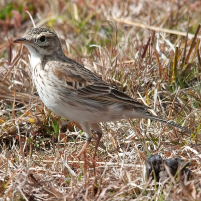 Anthus australis (Australian Pipit) at Rossi, NSW - 1 Sep 2020 by SthTallagandaSurvey