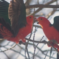 Alisterus scapularis (Australian King-Parrot) at Rossi, NSW - 31 Aug 2020 by SthTallagandaSurvey