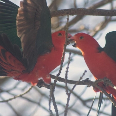 Alisterus scapularis (Australian King-Parrot) at Rossi, NSW - 31 Aug 2020 by SthTallagandaSurvey