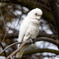 Cacatua sanguinea (Little Corella) at Rossi, NSW - 1 Sep 2020 by SthTallagandaSurvey