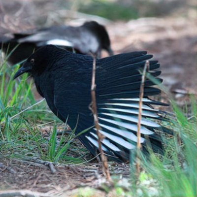 Corcorax melanorhamphos (White-winged Chough) at Rossi, NSW - 31 Aug 2020 by SthTallagandaSurvey