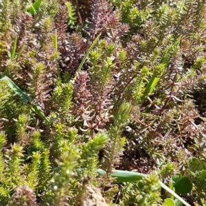 Crassula sieberiana at Harrison, ACT - 1 Sep 2020 12:55 PM