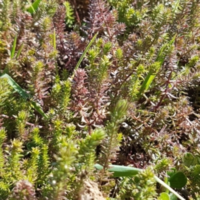 Crassula sieberiana (Austral Stonecrop) at Budjan Galindji (Franklin Grassland) Reserve - 1 Sep 2020 by tpreston