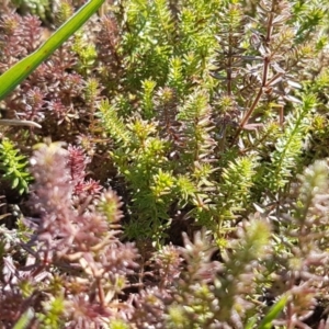 Crassula sieberiana at Harrison, ACT - 1 Sep 2020 12:55 PM