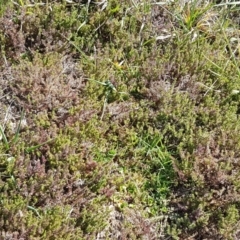 Crassula sieberiana at Harrison, ACT - 1 Sep 2020 12:55 PM