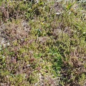 Crassula sieberiana at Harrison, ACT - 1 Sep 2020