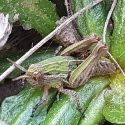Perunga ochracea (Perunga grasshopper, Cross-dressing Grasshopper) at Budjan Galindji (Franklin Grassland) Reserve - 1 Sep 2020 by tpreston