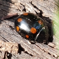 Paropsisterna octosignata (Eucalyptus leaf beetle) at Franklin, ACT - 1 Sep 2020 by tpreston