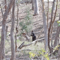 Wallabia bicolor (Swamp Wallaby) at Downer, ACT - 1 Sep 2020 by ConBoekel