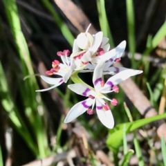 Wurmbea dioica subsp. dioica (Early Nancy) at West Wodonga, VIC - 1 Sep 2020 by Kayjay