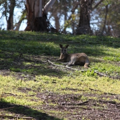 Macropus giganteus (Eastern Grey Kangaroo) at Springdale Heights, NSW - 29 Aug 2020 by PaulF