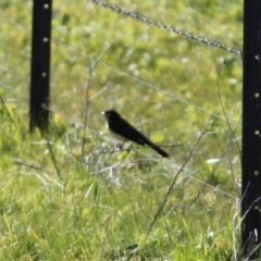 Rhipidura leucophrys (Willie Wagtail) at Albury - 29 Aug 2020 by PaulF