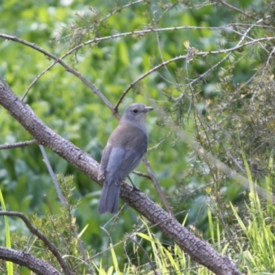 Colluricincla harmonica (Grey Shrikethrush) at Albury - 29 Aug 2020 by PaulF