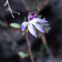 Cyanicula caerulea (Blue Fingers, Blue Fairies) at Gundaroo, NSW - 28 Aug 2020 by Gunyijan