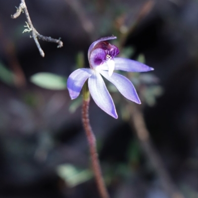 Cyanicula caerulea (Blue Fingers, Blue Fairies) at Gundaroo, NSW - 28 Aug 2020 by Gunyijan