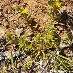 Triptilodiscus pygmaeus at Latham, ACT - 1 Sep 2020