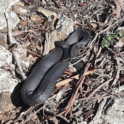 Pseudechis porphyriacus (Red-bellied Black Snake) at Gundaroo, NSW - 28 Aug 2020 by Gunyijan