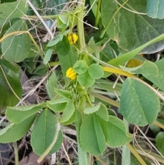 Trifolium campestre (Hop Clover) at Latham, ACT - 1 Sep 2020 by trevorpreston