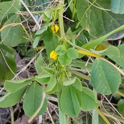 Trifolium campestre (Hop Clover) at Latham, ACT - 1 Sep 2020 by trevorpreston