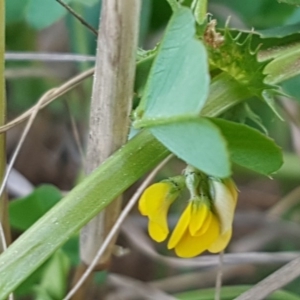 Trifolium campestre at Latham, ACT - 1 Sep 2020