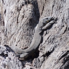 Varanus varius (Lace Monitor) at Black Range, NSW - 1 Sep 2020 by MatthewHiggins