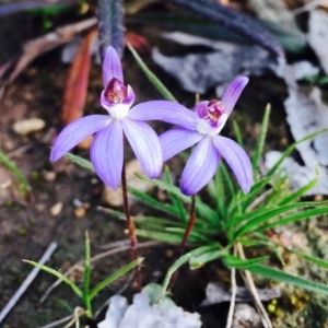 Cyanicula caerulea at Downer, ACT - suppressed