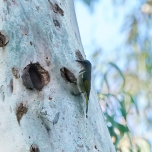 Phylidonyris pyrrhopterus at Acton, ACT - 28 Aug 2020