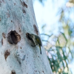 Phylidonyris pyrrhopterus at Acton, ACT - 28 Aug 2020