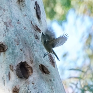 Phylidonyris pyrrhopterus at Acton, ACT - 28 Aug 2020