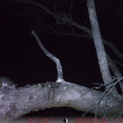Pseudocheirus peregrinus (Common Ringtail Possum) at Rob Roy Range - 1 Sep 2020 by ChrisHolder