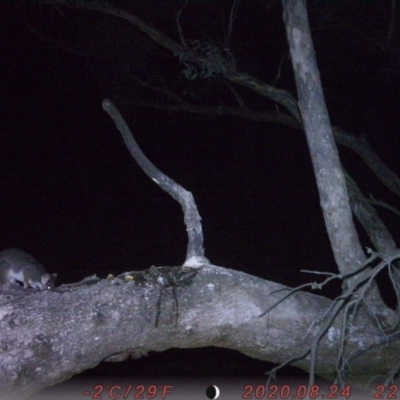 Pseudocheirus peregrinus (Common Ringtail Possum) at Tuggeranong DC, ACT - 31 Aug 2020 by ChrisHolder