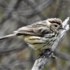 Pyrrholaemus sagittatus (Speckled Warbler) at Forde, ACT - 1 Sep 2020 by JohnBundock