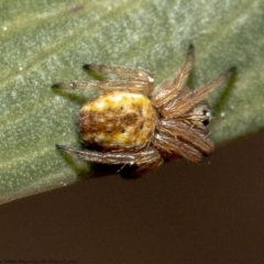 Araneus hamiltoni (Hamilton's Orb Weaver) at Downer, ACT - 1 Sep 2020 by Roger