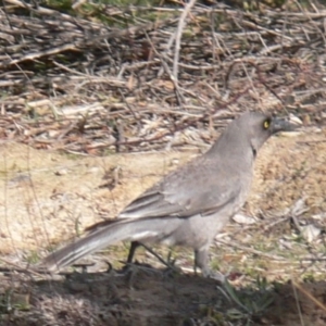 Strepera versicolor at Uriarra Village, ACT - 31 Aug 2020