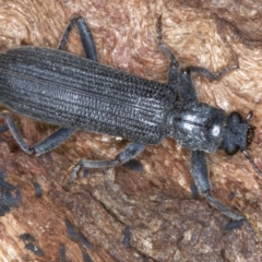 Eunatalis sp. (Genus) (A Clerid Beetle) at Majura, ACT - 1 Sep 2020 by jb2602