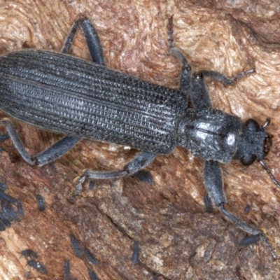 Eunatalis sp. (Genus) (A Clerid Beetle) at Majura, ACT - 1 Sep 2020 by jbromilow50