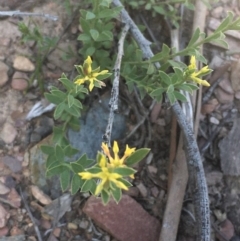 Pimelea curviflora (Curved Rice-flower) at Kowen, ACT - 31 Aug 2020 by JaneR