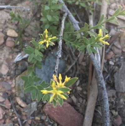 Pimelea curviflora (Curved Rice-flower) at Kowen, ACT - 31 Aug 2020 by JaneR