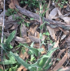 Craspedia sp. (Billy Buttons) at Kowen, ACT - 31 Aug 2020 by JaneR