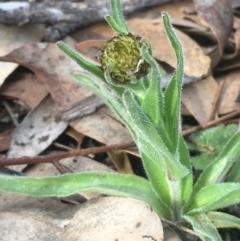 Craspedia sp. at Kowen, ACT - 31 Aug 2020